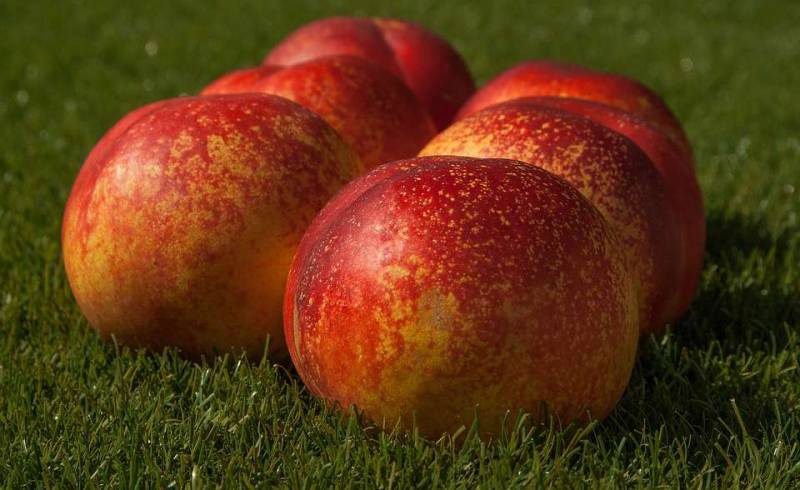 近视可以吃桃子吗近视眼有哪些临床症状呢